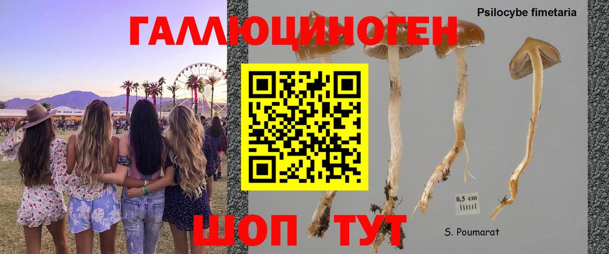 Галлюциногенные грибы прущие грибы  Псилоцибиновые грибы мухоморы  Заводоуковск  Вход с VPN 